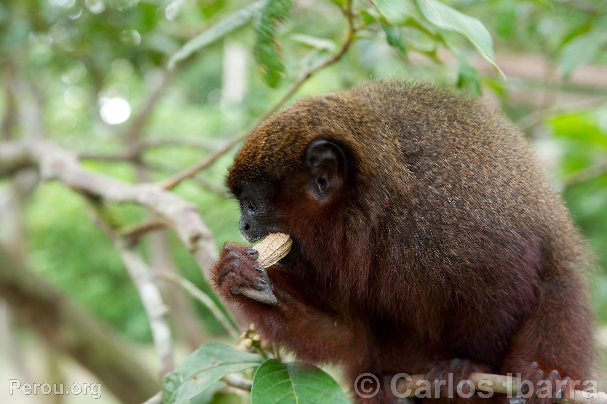 Singe Tocón