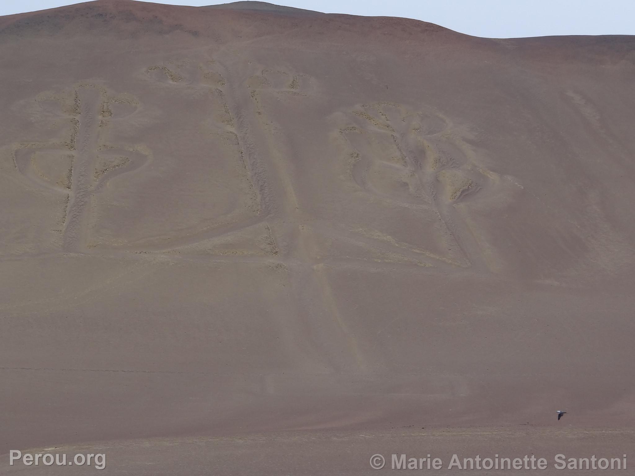 Iles Ballestas, Paracas