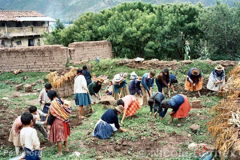 Travail dans le verger du Comit des Femmes, Huaylas