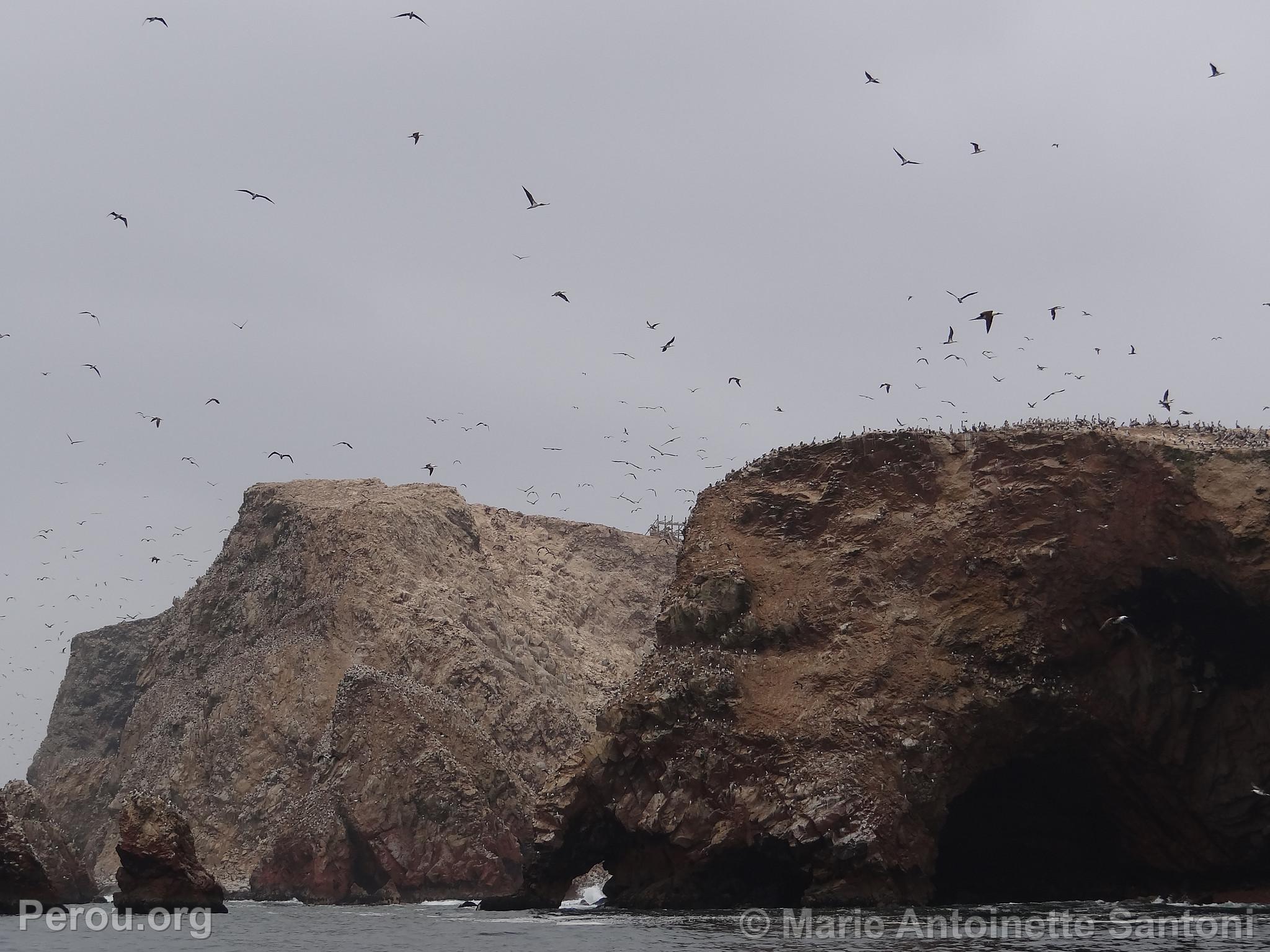 Iles Ballestas, Paracas