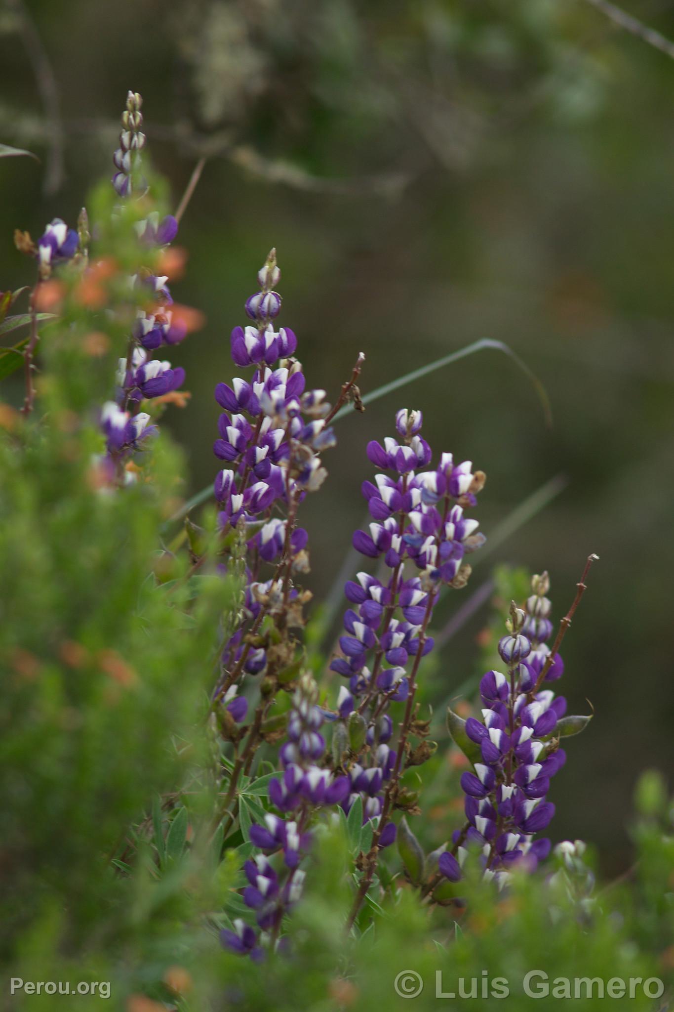Fleurs sauvages, Kuélap