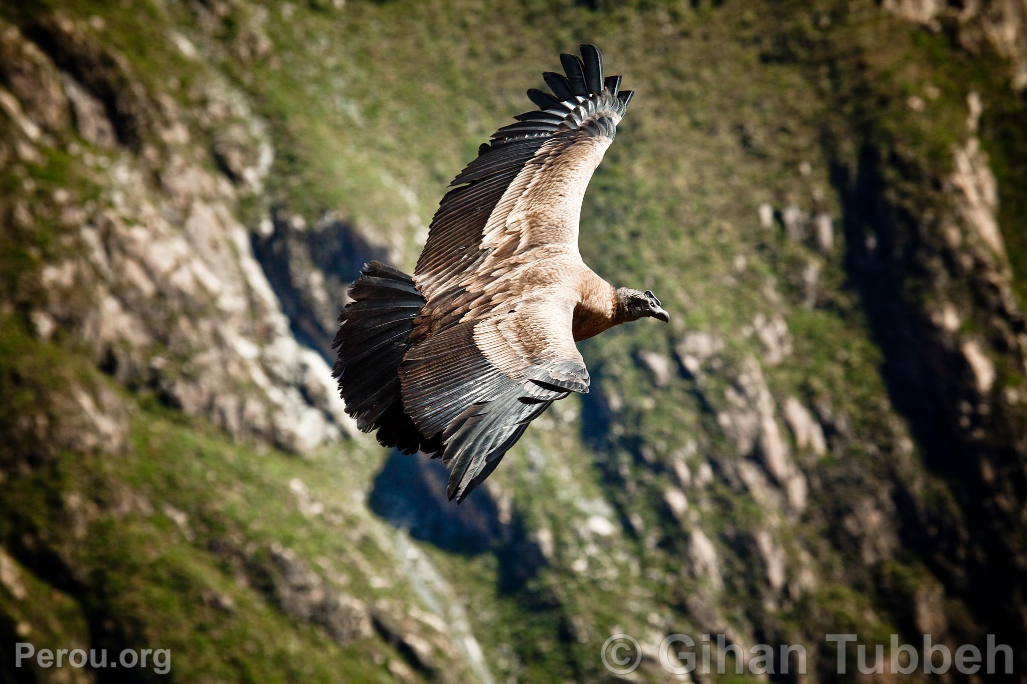 Condor andin