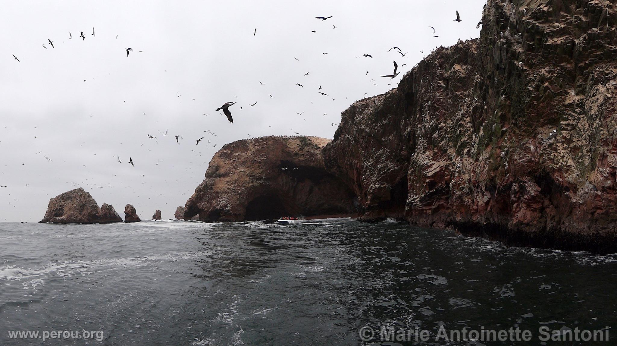 Iles Ballestas, Paracas