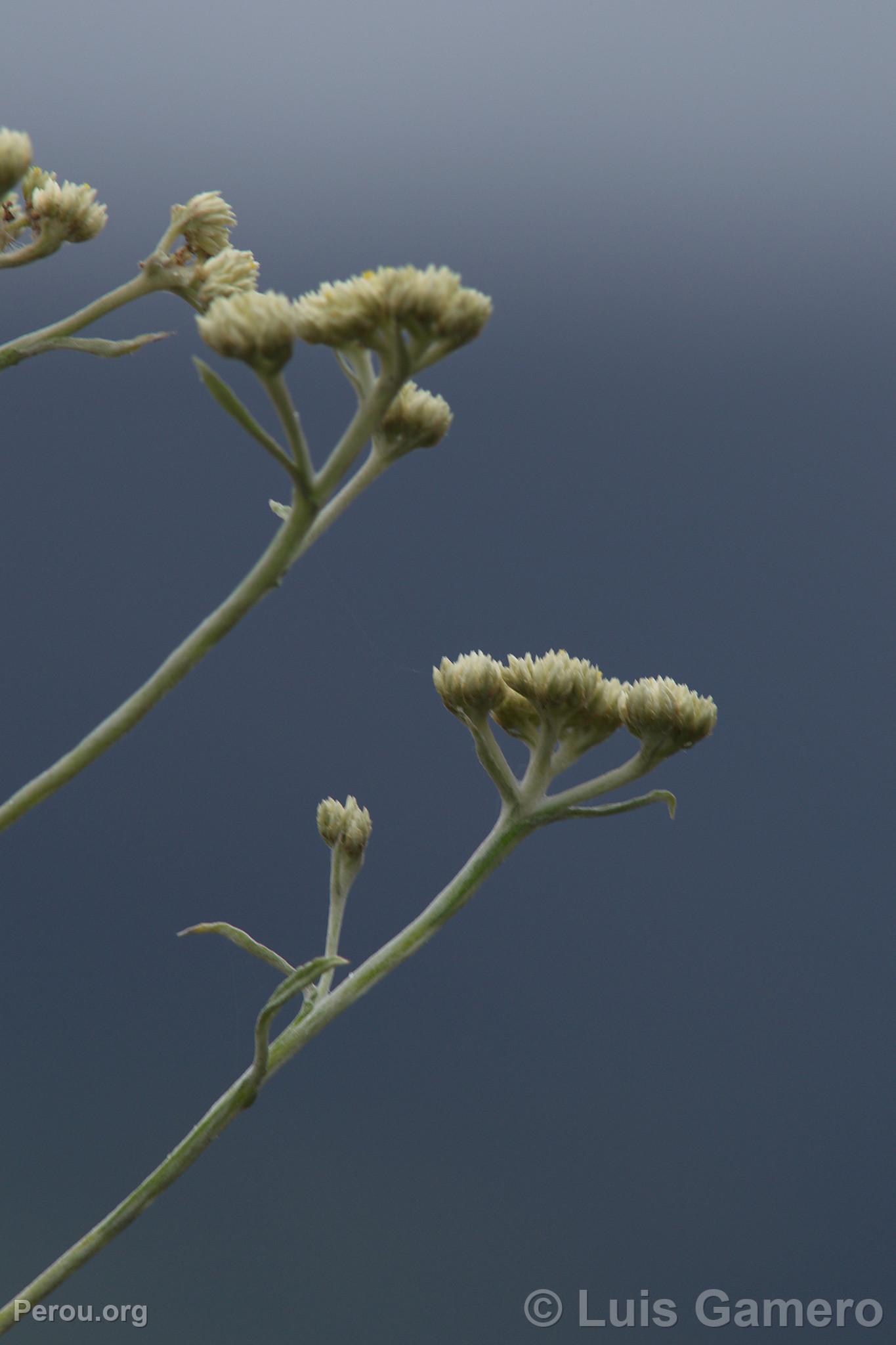 Fleurs sauvages, Kuélap