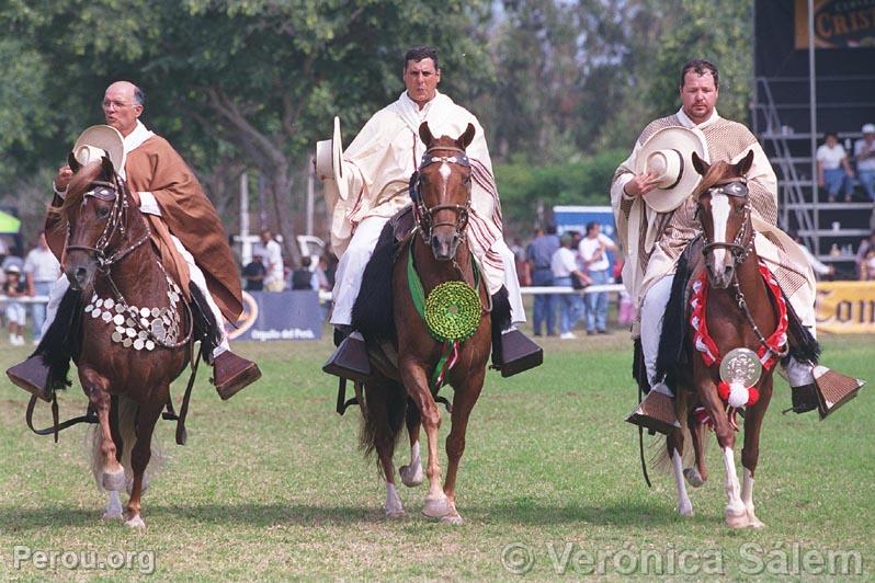 Chevaux de Paso pruviens