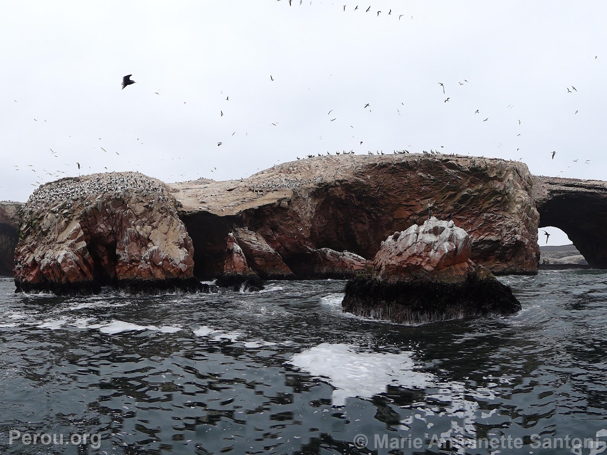 Iles Ballestas, Paracas