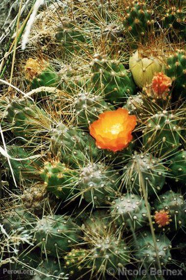 Cactus sur le chemin de Canta