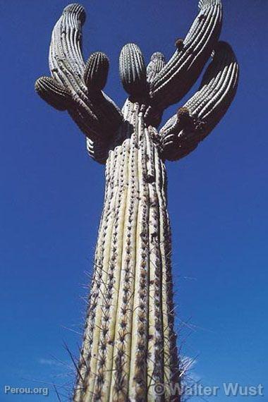 Cactus chandelier