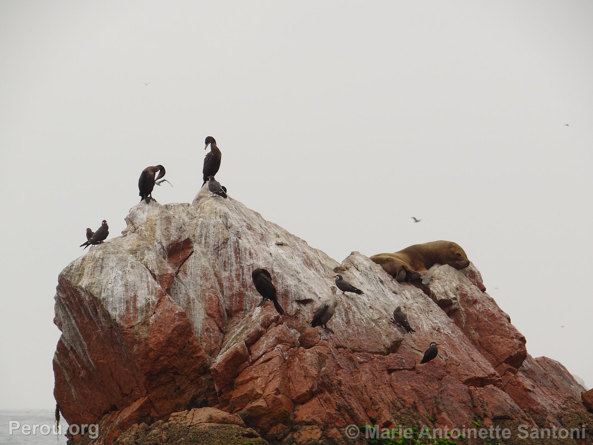 Iles Ballestas, Paracas