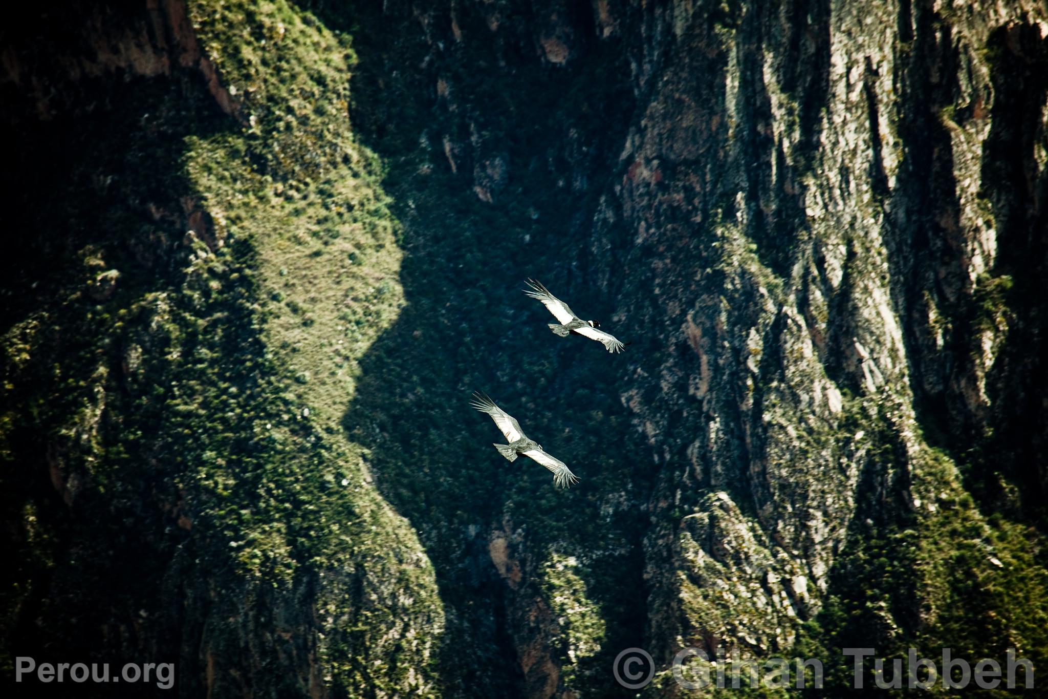 Condors andins