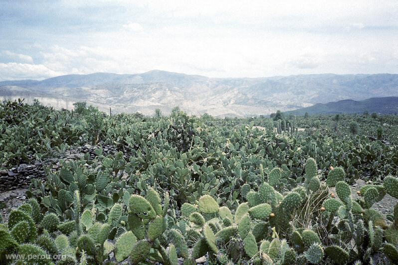 Culture de tunas, Ayacucho