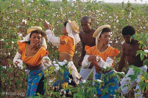 Culture du coton  Chincha