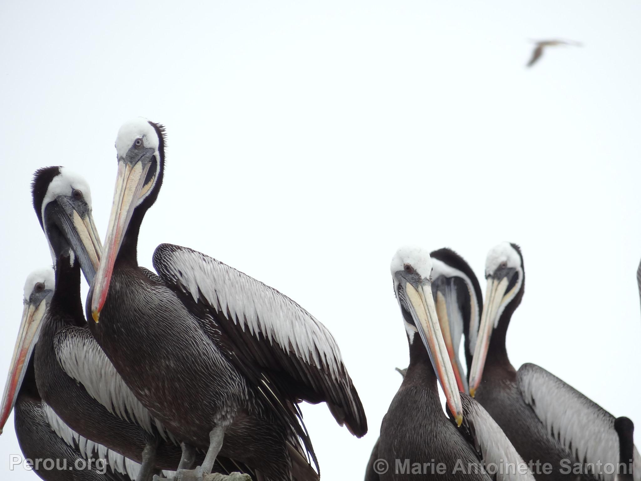 Iles Ballestas, Paracas