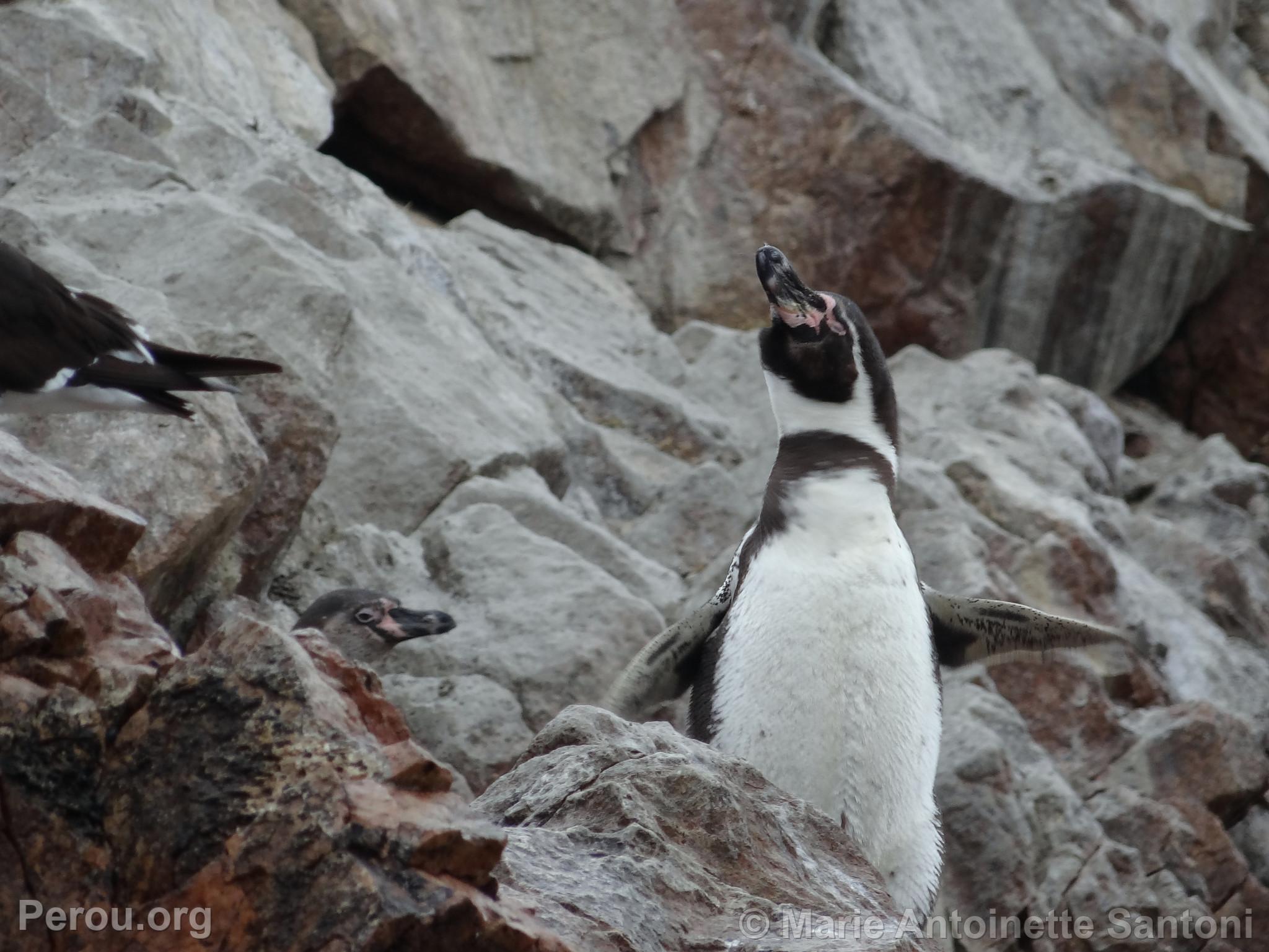 Iles Ballestas, Paracas