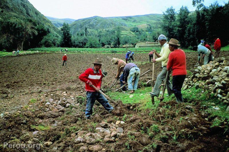 Paysans labourant la terre