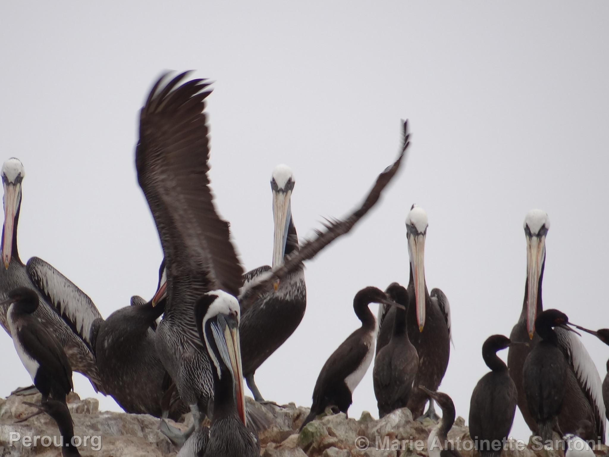 Iles Ballestas, Paracas