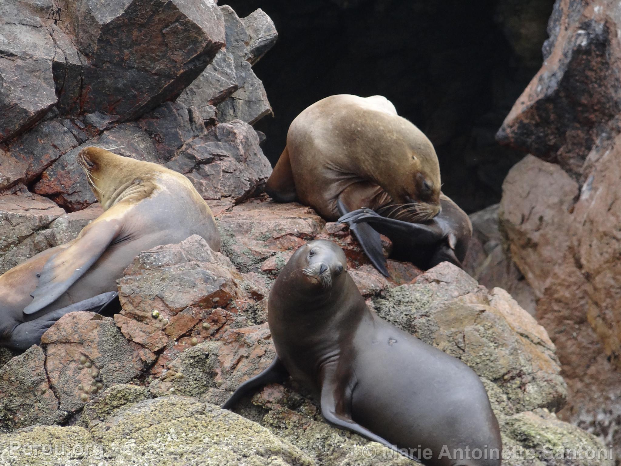 Iles Ballestas, Paracas