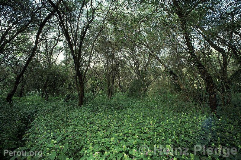 Rserve de chasse El Angolo, Sullana