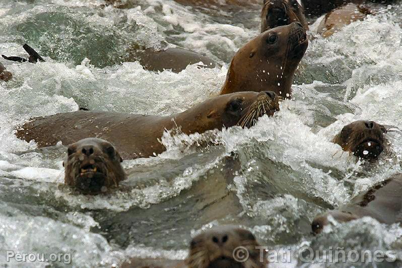 Lions de mer, Callao