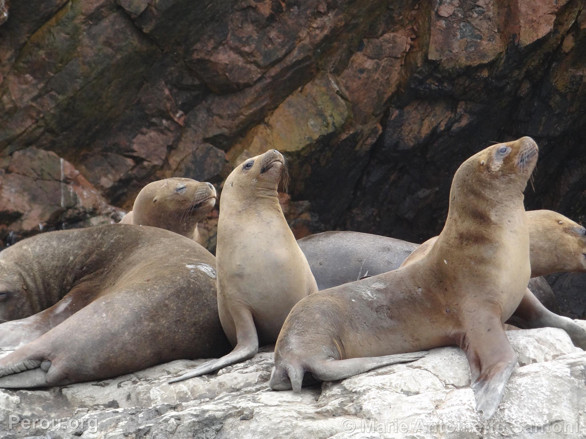 Iles Ballestas, Paracas