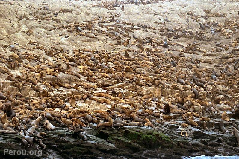Lions de mer, Callao