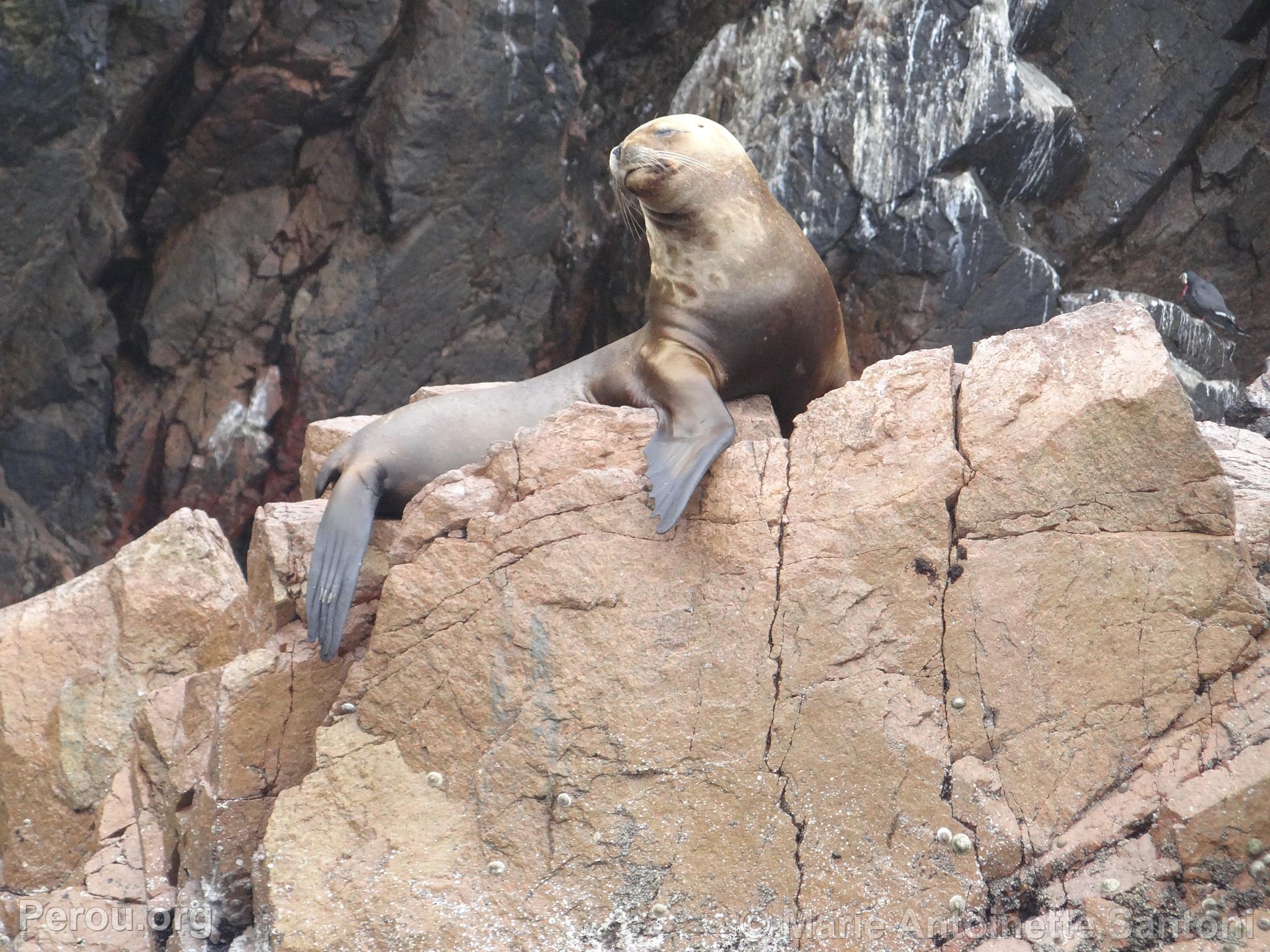 Iles Ballestas, Paracas