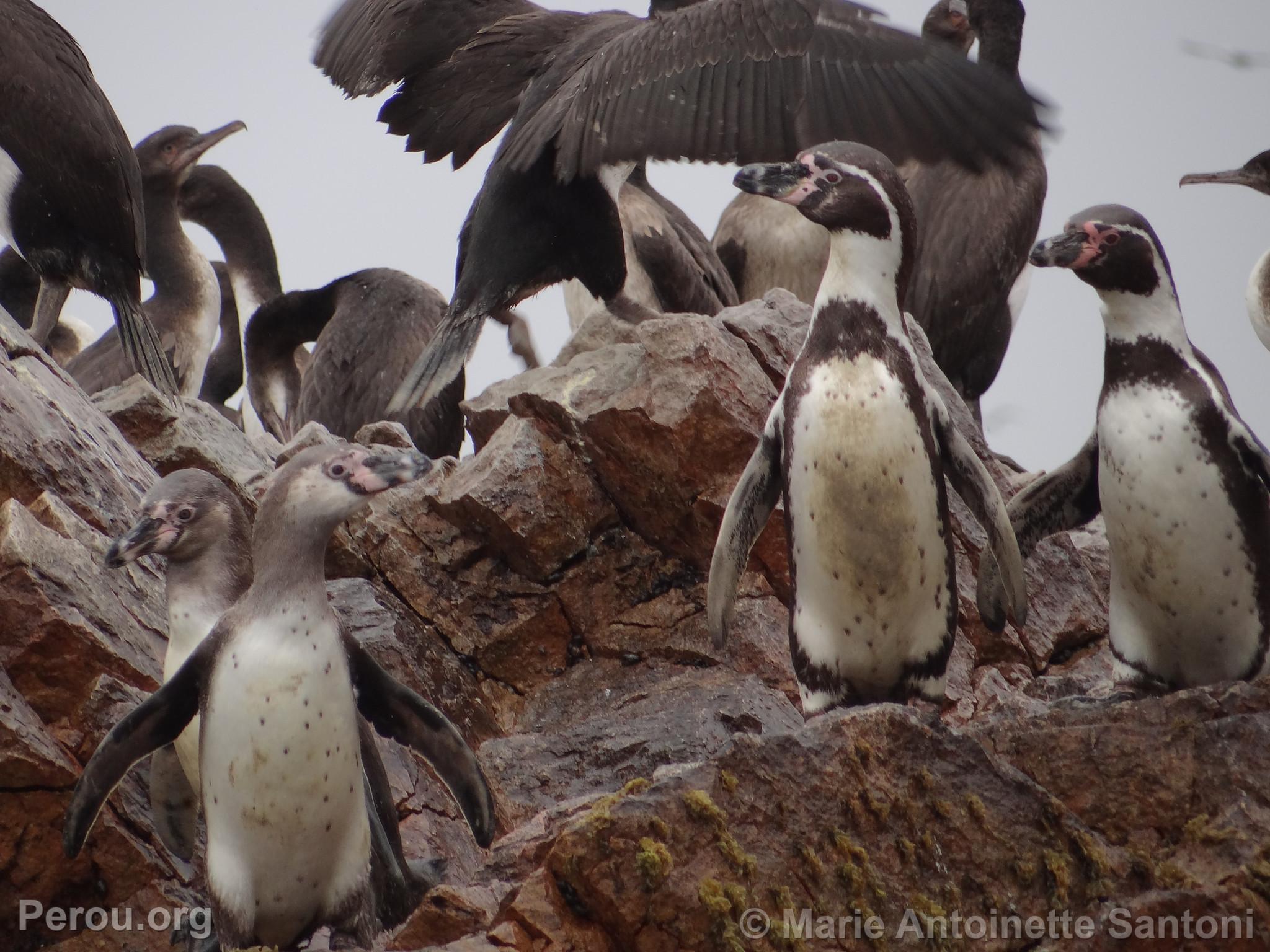 Iles Ballestas, Paracas