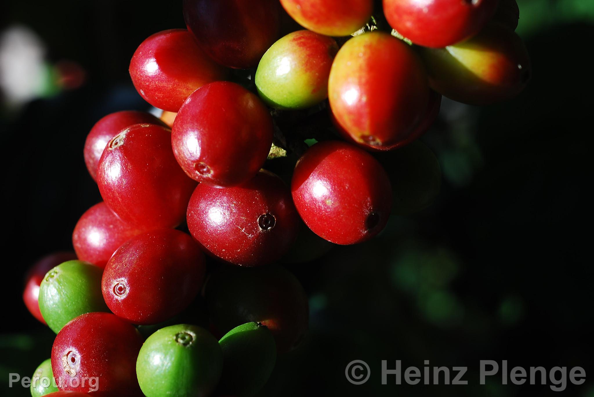 Grain de café cerise
