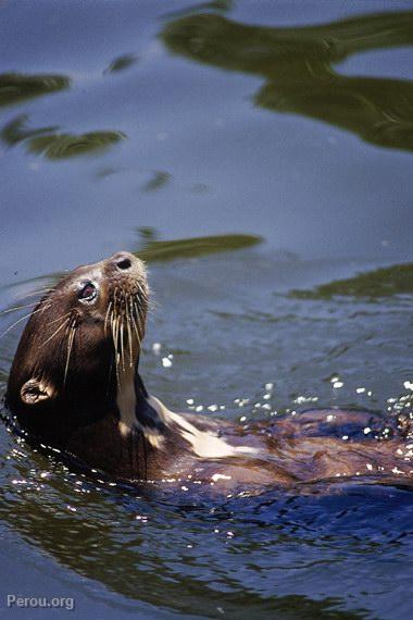 Loutre