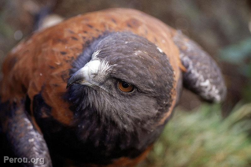 Faucon acanel (parabuteo unicinctus)