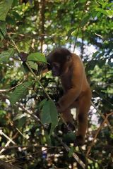 Singe choro