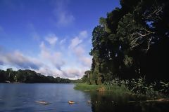 Forêt amazonienne