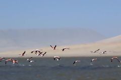 Parihuanas, Paracas