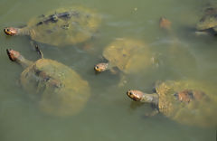 Tortues de rivière