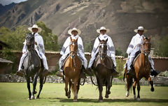 Chevaux de pas