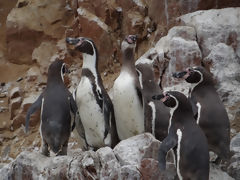 Iles Ballestas, Paracas