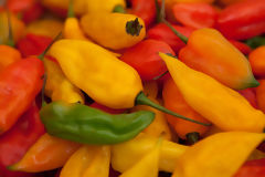 Varits de piments