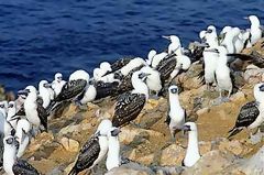 Oiseaux guanoiers, Paracas