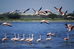 Flamands roses