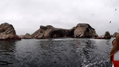 Iles Ballestas, Paracas