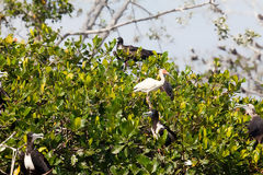 Oiseaux dans les mangroves de Tumbes