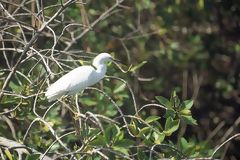 Grande aigrette