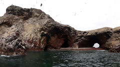 Iles Ballestas, Paracas