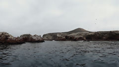 Iles Ballestas, Paracas