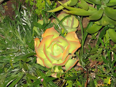 Flor de cactus, Pisac