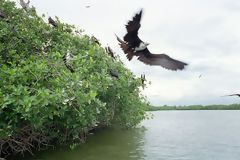 Mangroves et un oiseau qui prend  peine son envol