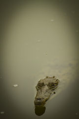 Crocodile de Tumbes