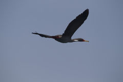 Cormoran aux pattes rouges sur l'le d'Asia