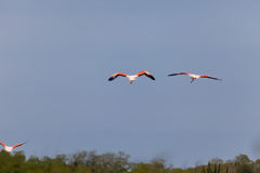 Flamants roses dans les mangroves de Tumbes