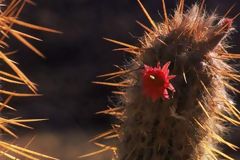 Fleurs sur cactus